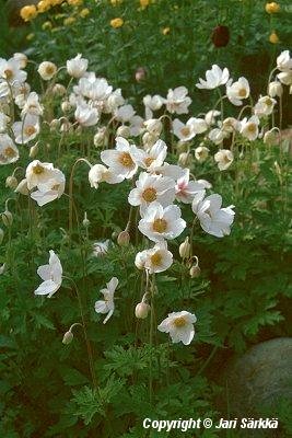 Anemone sylvestris